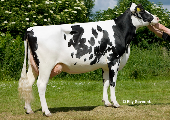 VH Salomon-datter fra Claus Kovdal Hansen, Kjellerup