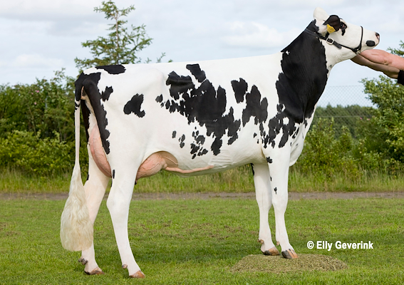 VH Salomon-datter fra Haurbak Vestergård I/S,Vinderslev