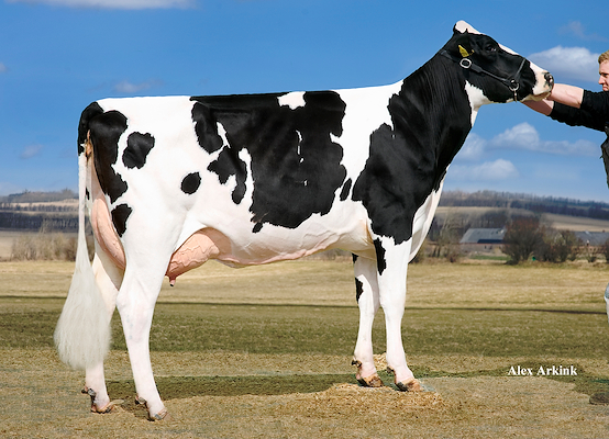 VH Salomon-datter fra Mette Brunsborg,Aalestrup