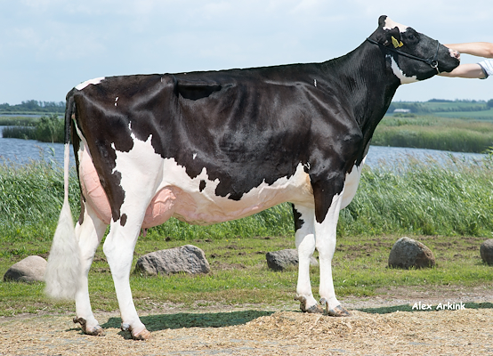 VH Salomon-datter fra Martin Alstrup Kristensen, Tarm