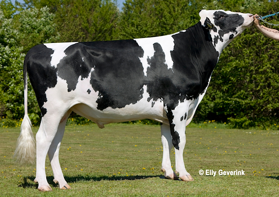 VH Salomon no. 253100 (D Sammy).jpg