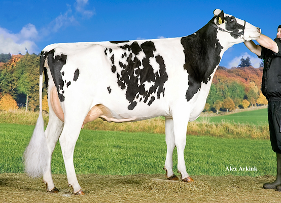 VH Salomon-datter fra Arne Kjær Kaspersen, Frøstrup