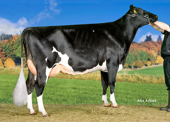 VH Salomon-datter fra Poul Nielsen, Møldrup