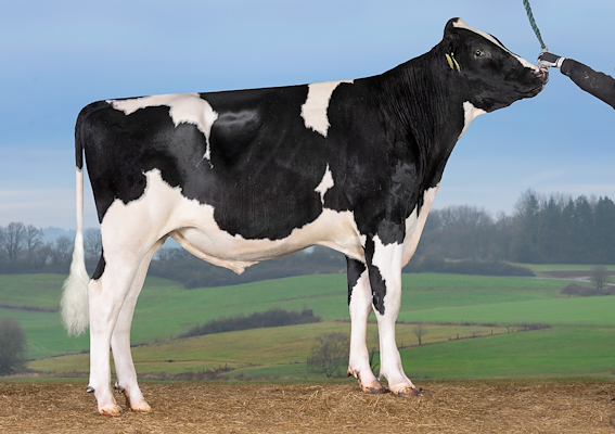 VH Santo PP (VH Sable P).jpg