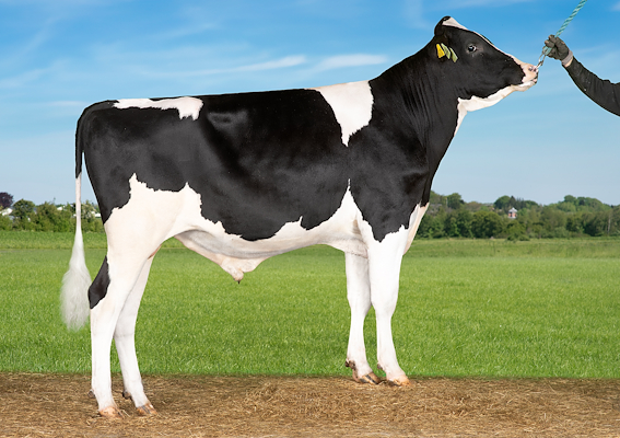 VH Seltos (VH Stinger).jpg