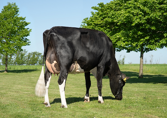 VH Seo PRC datter fra Torben Laursen, Nibe. Tyremor til (afventer)