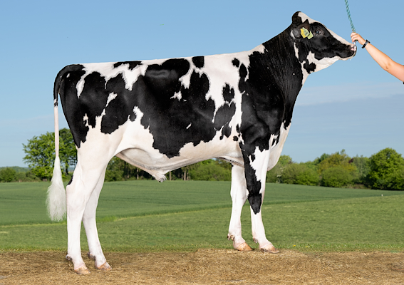 VH Shark P (VH Shuba P).jpg