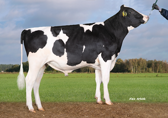 VH Sing PP (Simba P).jpg