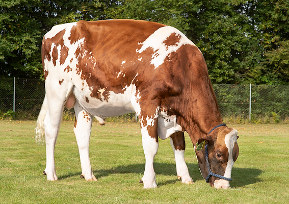 VH SiPP Red (VH SojaPRC).jpg