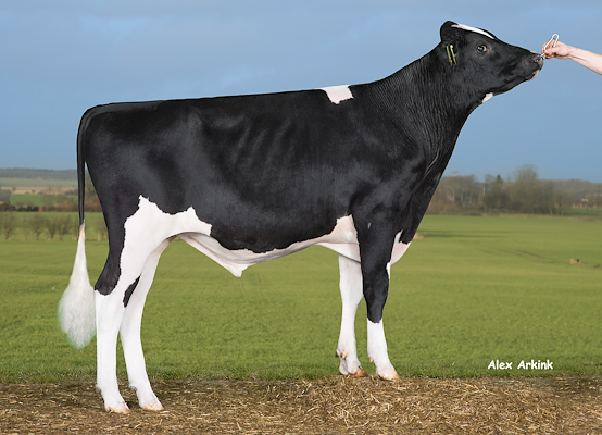 VH Skillet (VH Sparky) 258817.jpg