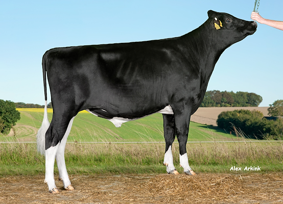 VH Skipper (Sundance) 257777.jpg