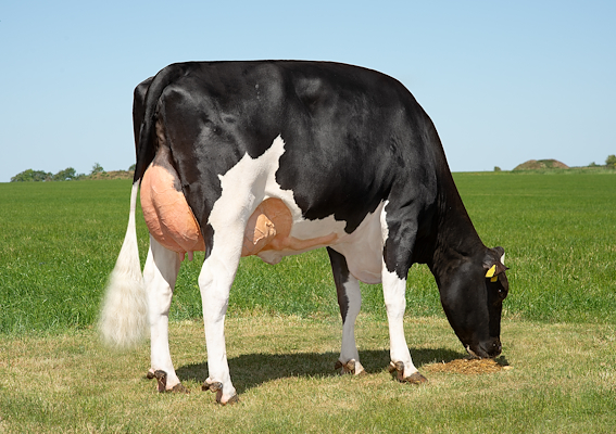 Mor til VH Maestro fra I/S Spangsberg, Skjern