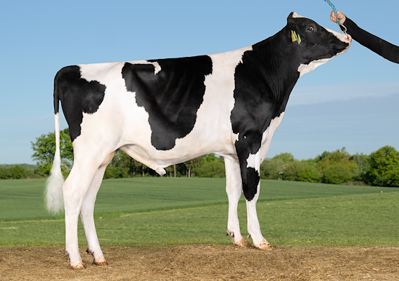 VH Slots PP (VH SismoPP).jpg