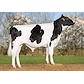 VH SlyPPRC (Solitair P Red) 261336.jpg