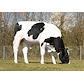 VH SlyPPRC (Solitair P Red) grazing 261336.jpg