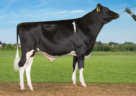 VH Snurre (VH Sheik P).jpg