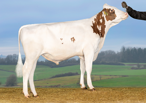 VH SoleRed (VH SimsPRC).jpg