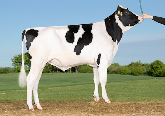 VH SonicPP (VH Shuba P).jpg