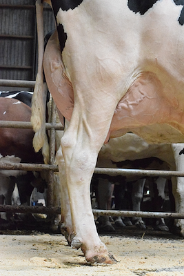 Mor til VH SonicPP fra Michael Jensen, Hammel