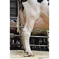 VH Sovran P daughter no 40326-5750 from Michael Jensen; Hammel_Udder.JPG
