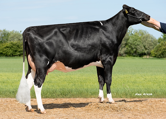 VH Sparky-datter fra Kurt Larsen, Tylstrup