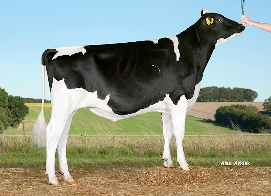 VH Spooky (Sundance) 257772.jpg