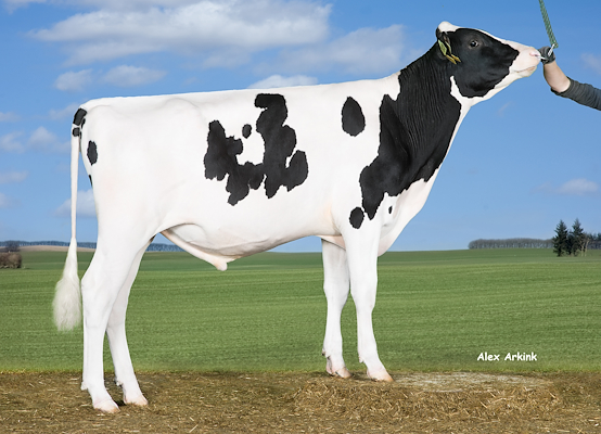 VH Spunk (Synergy).jpg