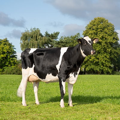 VH Swish datter fra Henrik Hedegaard, Kjellerup