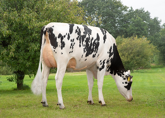 VH Swish datter fra Damsted I/S, Videbæk