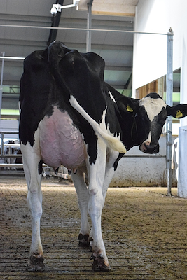 VH Swish daughter no 68492-8105 from Michael Jensen, Hammel_01.JPG