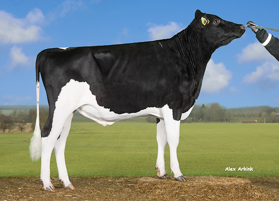 VH Symplex (VH Simon).jpg