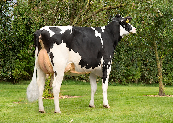 VH Yngvar datter fra I/S Højgaard, Kjellerup