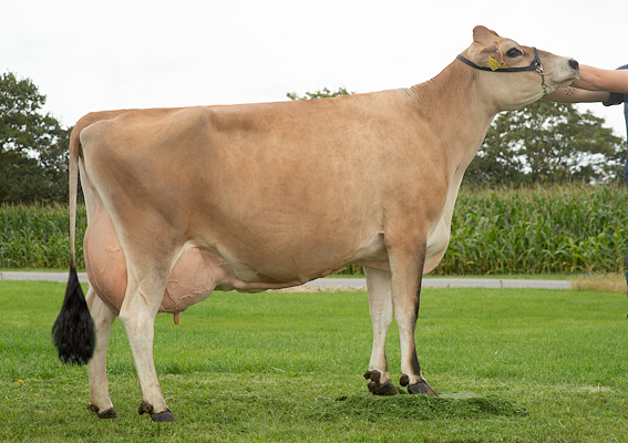 VJ Bonne datter fra Adelgaard Jersey, Skjern