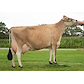 VJ Bonne daughter no. 121429-1638 from Adelgaard Jersey, Skjern.jpg