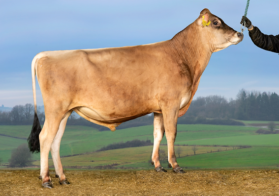 VJ Cincin (VJ Carapaz).jpg