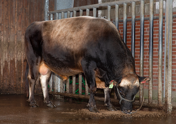 VJ Dan P (VJ Dandi).jpg