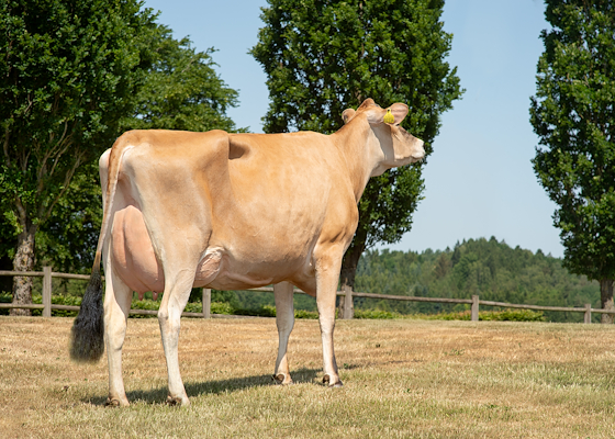 VJ Dandi datter fra Nørskovgaard I/S, Funder