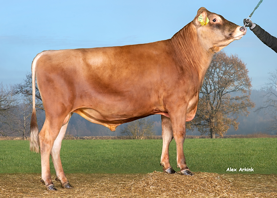 VJ Domino (VJ Dandi) 304954.jpg