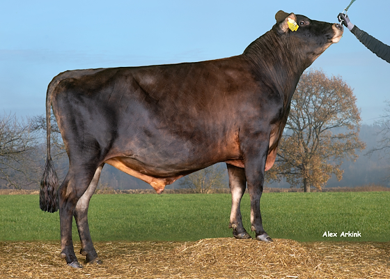 VJ Glyck (VJ Giant) 304957.jpg