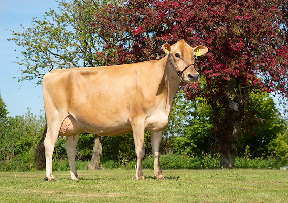 VJ Gutz datter fra Rene Rødkær, Asaa