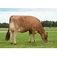 VJ Happens daughter no. 53448-4916 from Adelgaard Jersey, Skjern.jpg