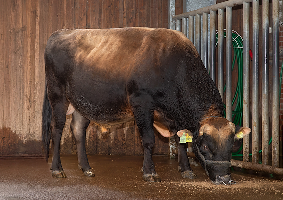 VJ Hauga (VJ Hays).jpg