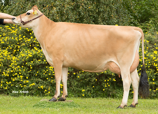 VJ Hazard-datter fra Svend Otto Søgaard, Stoholm J.