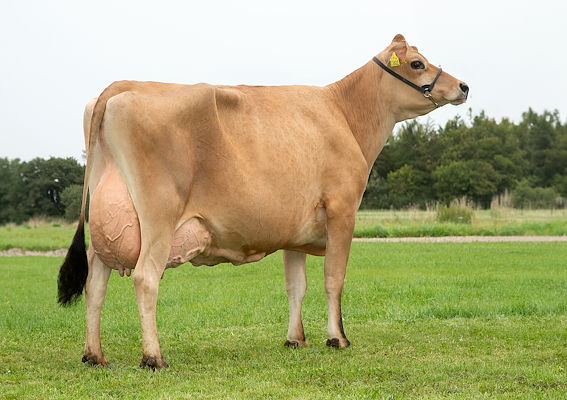 VJ Heavy datter fra Adelgaard Jersey, Skjern