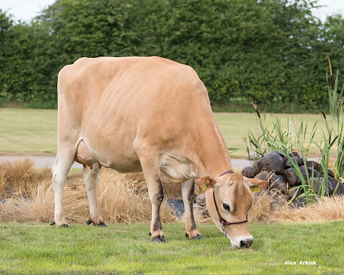 VJ Hilario-datter fra I/S Østergaard, Vejen