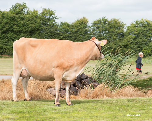 VJ Hilario-datter fra I/S Østergaard, Vejen