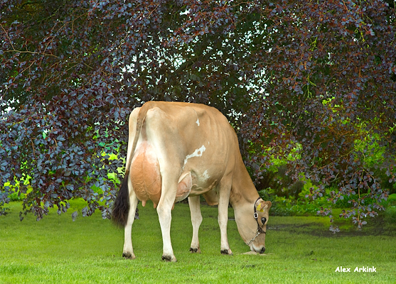 VJ Hilario-datter fra Svend Otto Søgaard, Stoholm J.