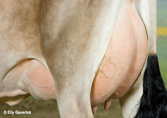 VJ Hilario-datter (yver) fra Jacob Nielsen, Grindsted