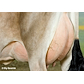 VJ Hilario daughter no 46608-3563 from Jacob Nielsen, Grindsted - udder.jpg