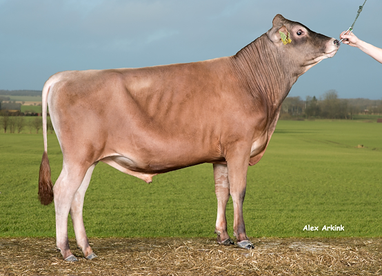 VJ Hilux (VJ Hian) 304303.jpg